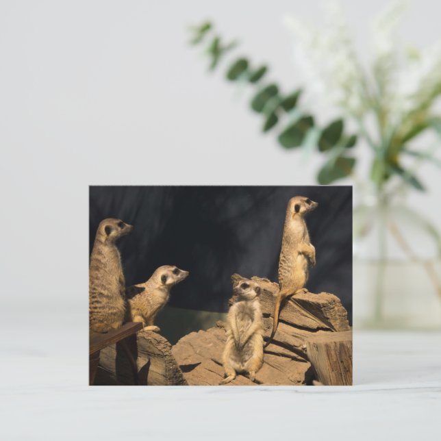 Meercat Postkarte (Stehend Vorderseite)