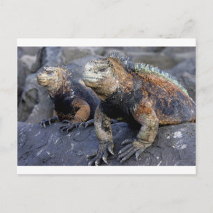 Meerechse Galapagos San Cristobal Postkarte