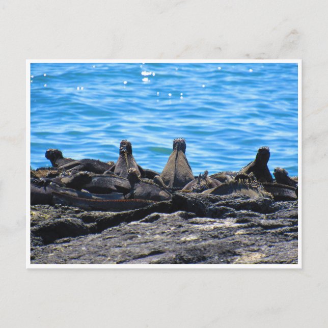 Meerechse Postkarte (Vorderseite)