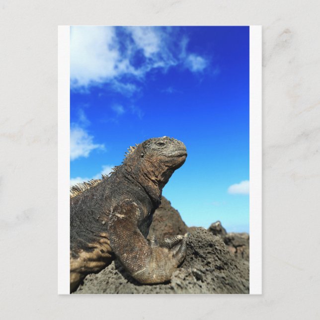 Meerechse von Galapagos Postkarte (Vorderseite)