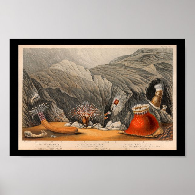 Meeresanemone Meereslebewesen Print Poster (Vorne)