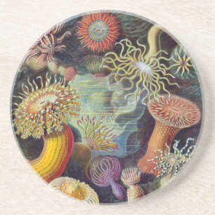 Meeresanemone Wissenschaftlicher Natur Untersetzer