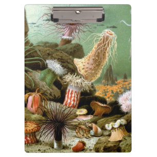Meeresanemonen, Vintage Meerestiere Klemmbrett