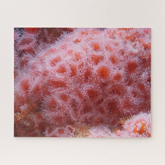 Meeresanenom, Pastellrosa Puzzle (Horizontal)