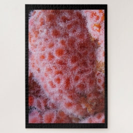 Meeresanenom, Pastellrosa Puzzle