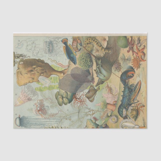 Meeresbiologie Seidenpapier (Vorderseite)