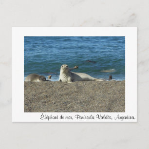 Meereselefant Postkarte