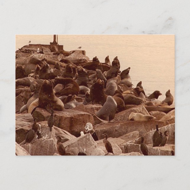 Meereskakophonie Postkarte (Vorderseite)