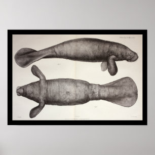 Meereskühe Manatee Meeresbiologie Print Poster