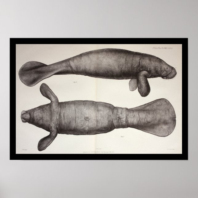 Meereskühe Manatee Meeresbiologie Print Poster (Vorne)