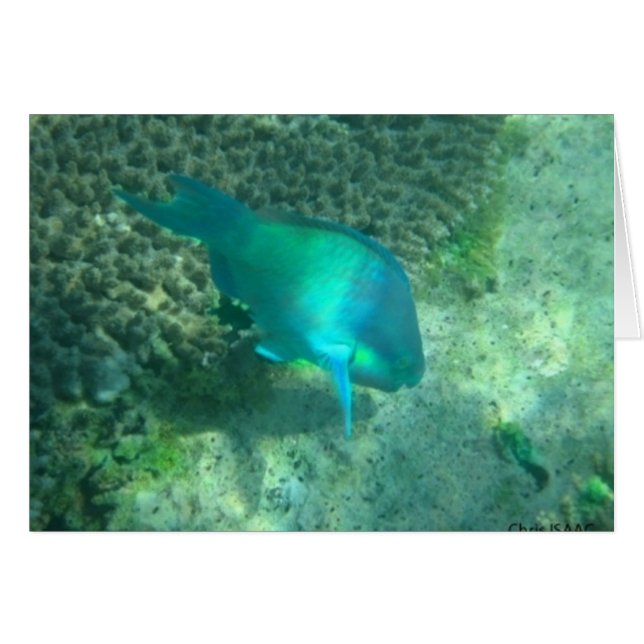 Meeresleben (Vorderseite (Horizontal))