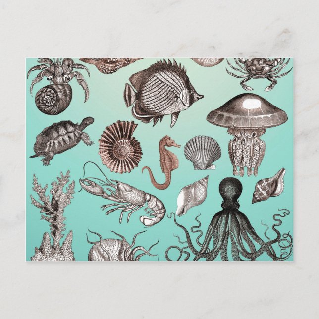 Meeresleben Postkarte (Vorderseite)