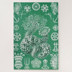Meeresleben Thuroidea Gurkensterne von Ernst Haeck Puzzle