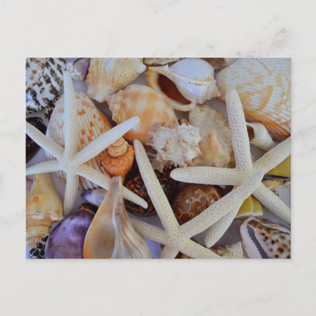 Meereslebensbedrohung Postkarte (Vorderseite)