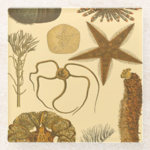 Meereslebewesen Glasuntersetzer