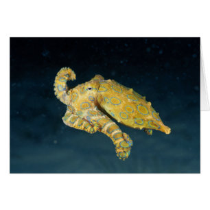 Meereslebewesen - Oktopus