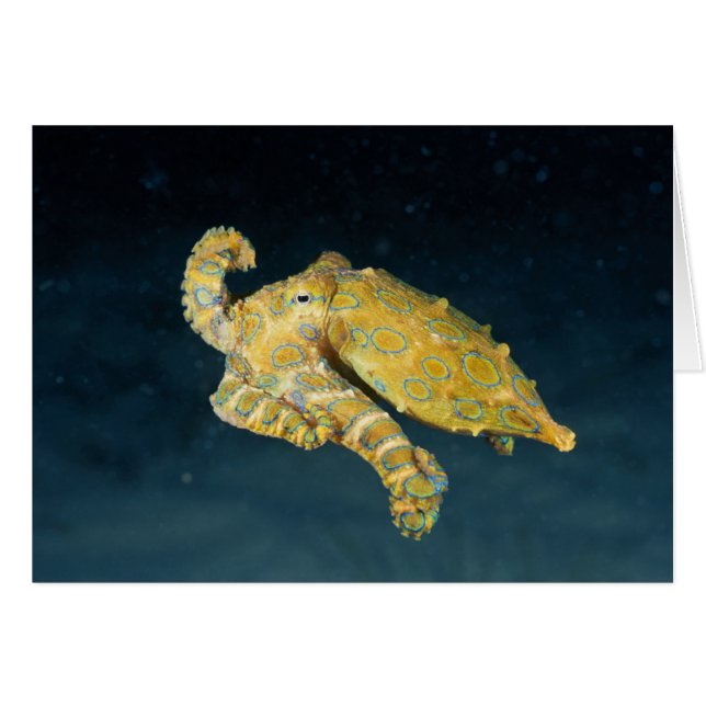 Meereslebewesen - Oktopus (Vorderseite (Horizontal))