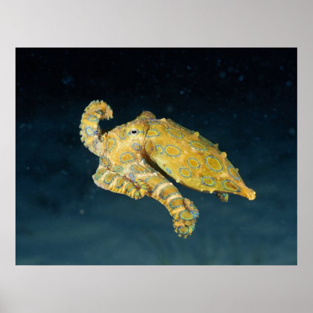 Meereslebewesen - Oktopus Poster (Vorne)