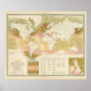 Meereslebewesen Poster