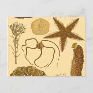 Meereslebewesen Postkarte