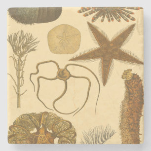 Meereslebewesen Steinuntersetzer