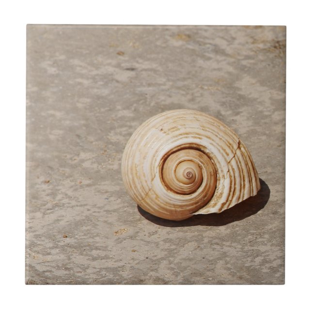 Meeresmuschel Fliese (Vorderseite)