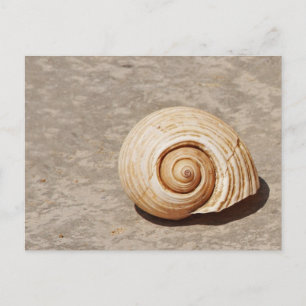 Meeresmuschel Postkarte