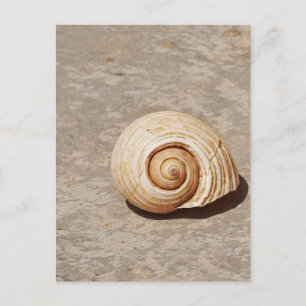 Meeresmuschel Postkarte