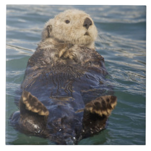 Meeresotter spielen auf Eisbergen bei Surprise Inl Fliese