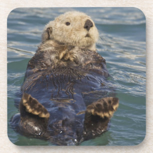 Meeresotter spielen auf Eisbergen bei Surprise Inl Untersetzer