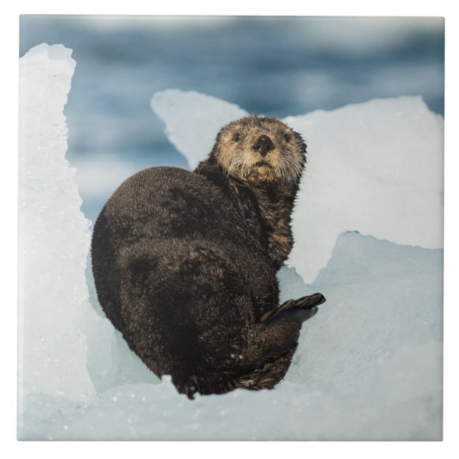 Meeresrauscher Fliese (Vorderseite)