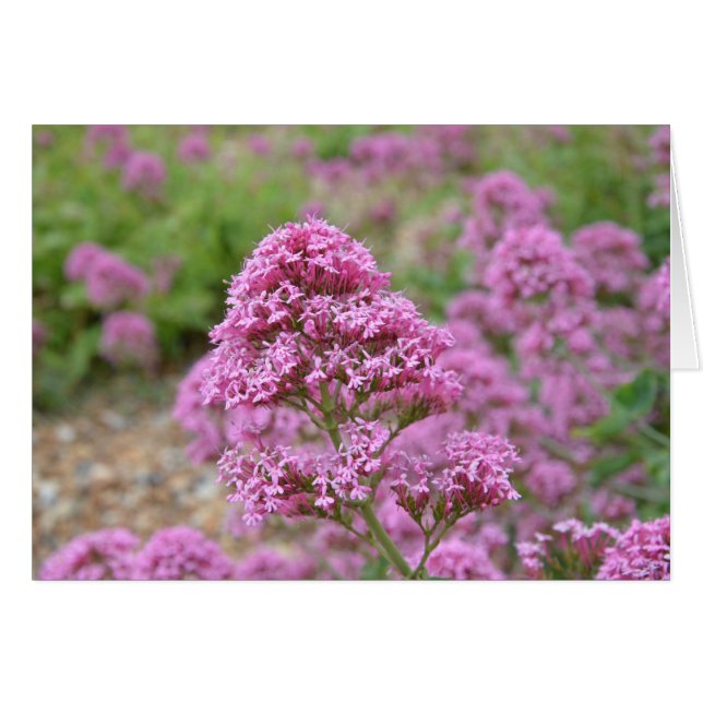 Meeresrosa (Vorderseite (Horizontal))