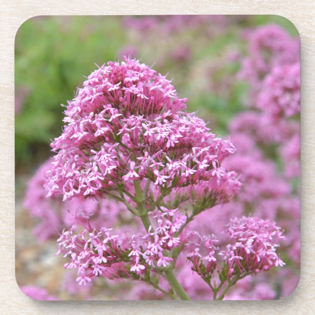 Meeresrosa Getränkeuntersetzer (Vorderseite)