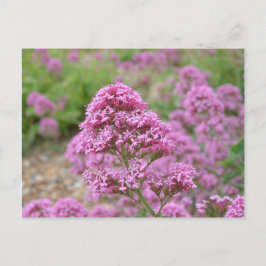 Meeresrosa Postkarte