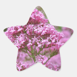 Meeresrosa Stern-Aufkleber
