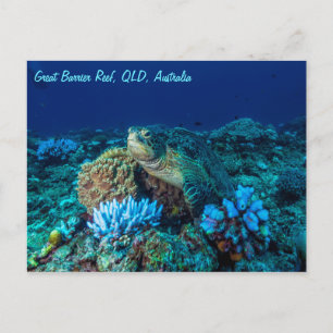 Meeresschildkröte auf dem Great Barrier Reef Postkarte