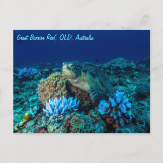 Meeresschildkröte auf dem Great Barrier Reef Postkarte