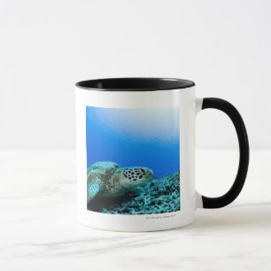 Meeresschildkröte, die underwater stillsteht tasse