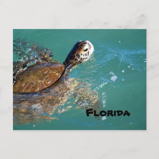 Meeresschildkröte, Florida Postkarte (Vorderseite)