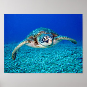 Meeresschildkröte Poster
