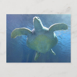 Meeresschildkröte Postkarte