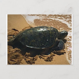 Meeresschildkröte Postkarte