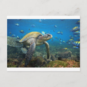 Meeresschildkröte schwimmt in der Lagune Galapagos Postkarte