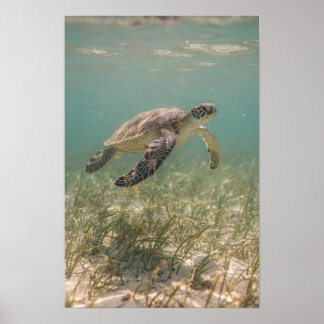 Meeresschildkröte über Seegras Türkisfarbenes Küst Poster