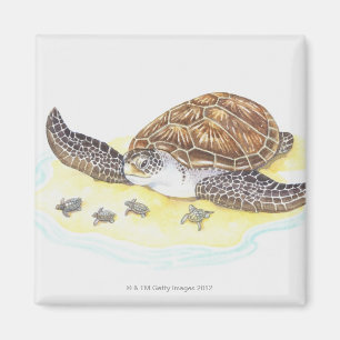 Meeresschildkröte und Babys Magnet