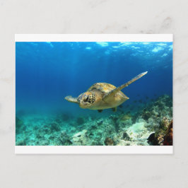 Meeresschildkröte unter Wasser Postkarte