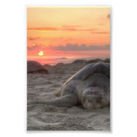 Meeresschildkröten bei Sunset