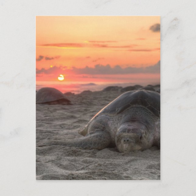 Meeresschildkröten bei Sunset Postkarte (Vorderseite)