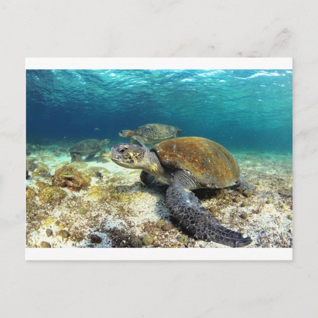 Meeresschildkröten entspannen unter Wasser in trop Postkarte (Vorderseite)