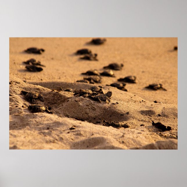 Meeresschildkröten Poster (Vorne)